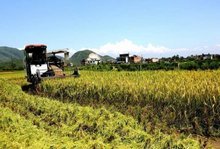 早稻進入收獲期 早稻進入收獲期